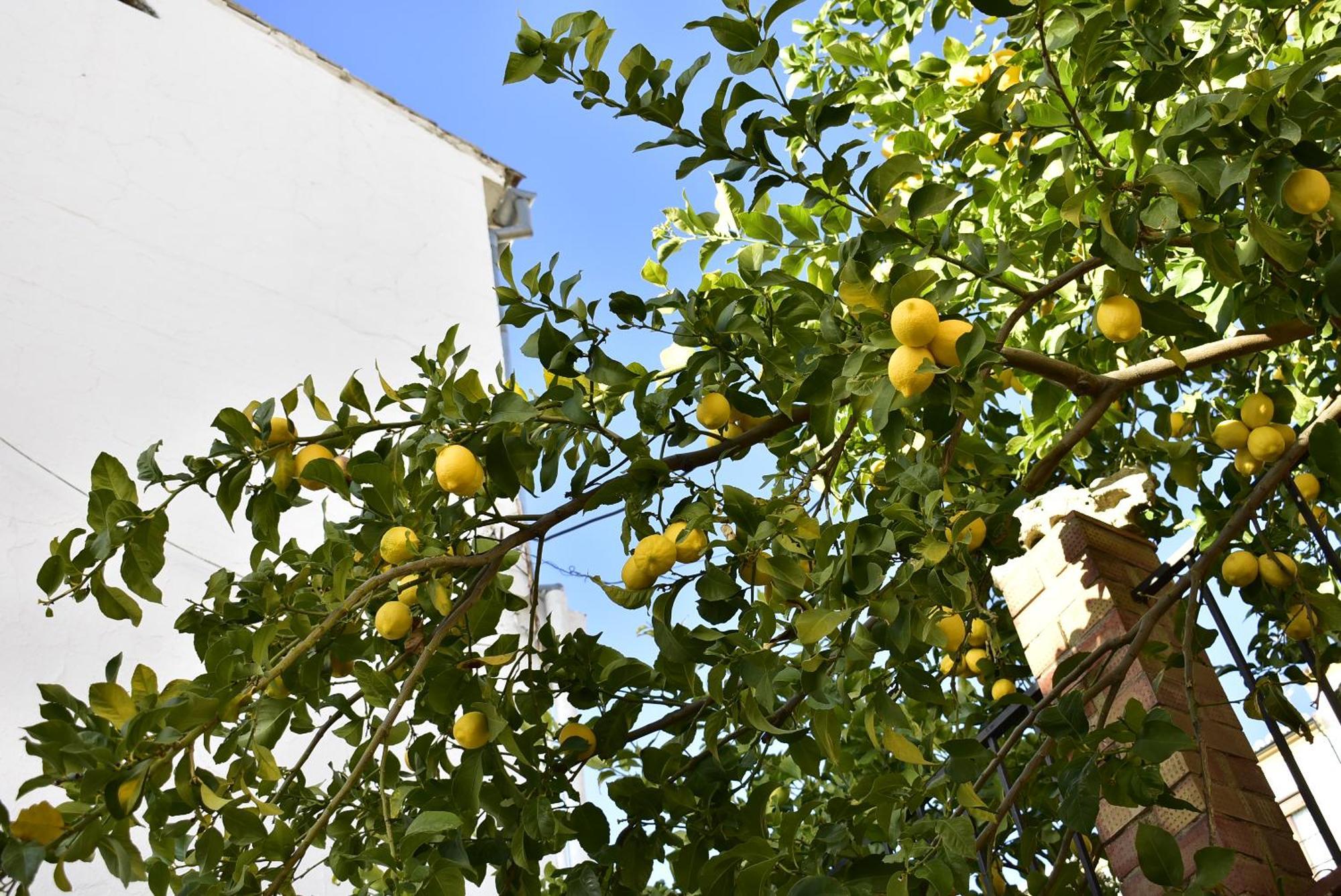 Casa Calma Ronda Villa Exterior photo